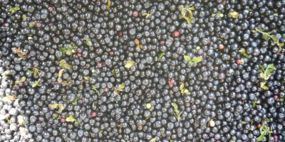 I will sell forest blueberries. 200 kg for PLN