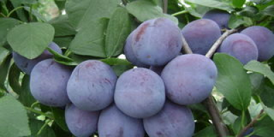 Sell seasonal plums