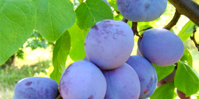 Sell seasonal plums
