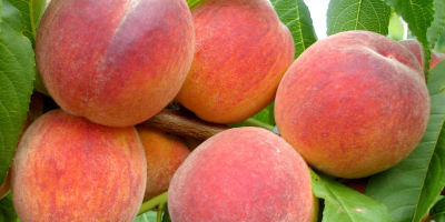 We will sell &quot;Redhaven&quot; peaches