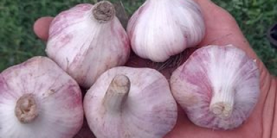 We sell quality garlic.
