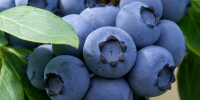 I will sell blueberries. Picked up every day. Contact