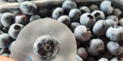 I will sell American blueberry torn every day in