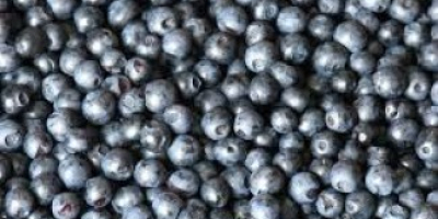 We sell frozen berries, we export to Poland from