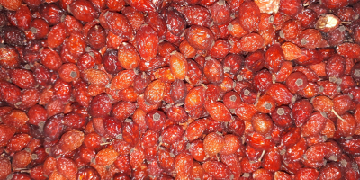 Wild Rosehip berries harvested from the mountains of Lesotho.