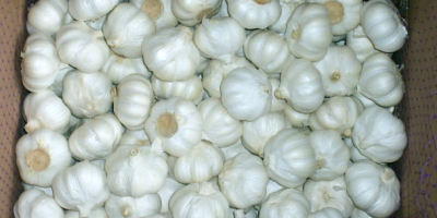 garlic has obvious advantages, such as large size, rich