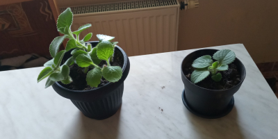 Good morning, I have Mexican mint for sale, plants