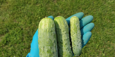 I will sell ground cucumbers, Atomic variety Single (up