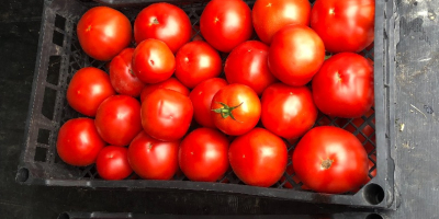 I am selling tomatoes from 2 unpaved solariums wholesale