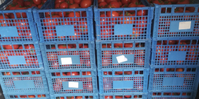 I am selling tomatoes from 2 unpaved solariums wholesale