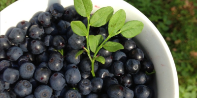 I will sell forest blueberries by liters or kilograms