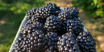 Blackberry. Hello, in the coming week we are starting