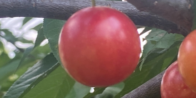 Nice ripe ......bright deep purplish red plums..... homegrown....sweet to