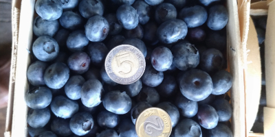 Hi! I have a lot of blueberries for sale