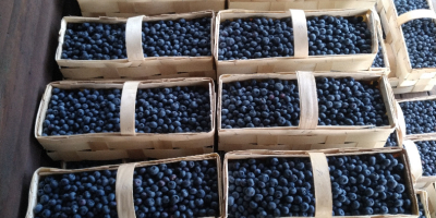 Hi! I have a lot of blueberries for sale