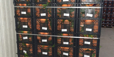 Laverida wird Orangen verkaufen. Vielzahl von NAVEL POWELL und