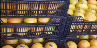 Laverida wird Orangen verkaufen. Vielzahl von NAVEL POWELL und