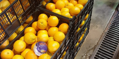 Laverida will sell oranges. Variety of NAVEL POWELL and