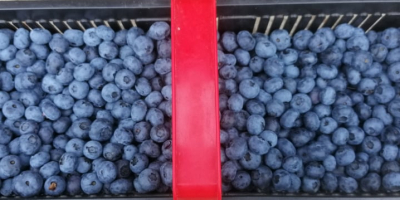 Organic blueberry from its own plantation. Collected under the
