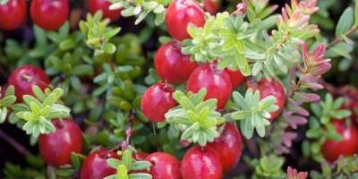 I will sell marsh cranberries in large quantities (from