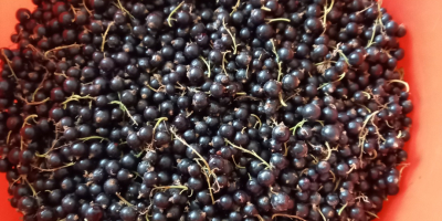 We sell blackcurrants from our own production. Delivery in