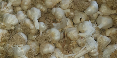 I am selling quality garlic as well as seed.