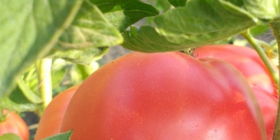 Deliziosi pomodori lamponi in vendita. Il prezzo indicato è