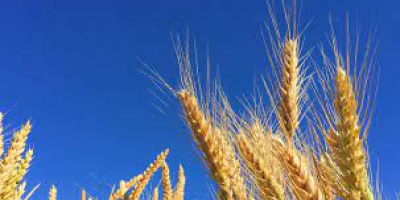 I will sell wheat triticale, amount of 3 tons,