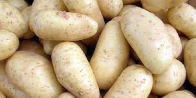 I will sell new potatoes. Irga variety, Irys -