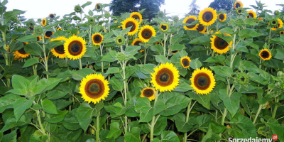 Decorative sunflower flowers for sale. I have my own