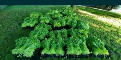 I am selling green parsley per kg in large