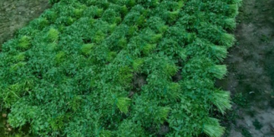 I am selling green parsley per kg in large
