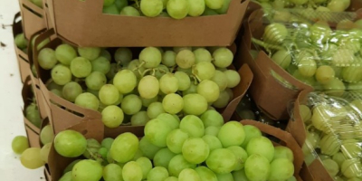 The Spanish company Laverida sells organic Itum grapes. Without