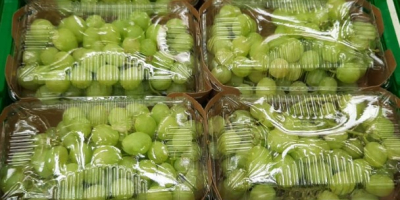 The Spanish company Laverida sells organic Itum grapes. Without