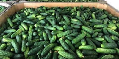 Purchase of field cucumber. We will establish cooperation with