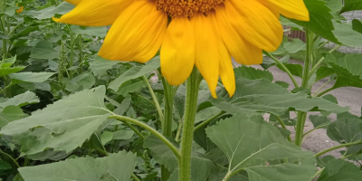 Hello . I will sell ornamental sunflower flowers from
