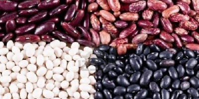 Selling beans wholesale. Beans production Ukraine. The Bins Naturproduct