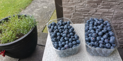 Hello, I have blueberry for sale. Collected under the