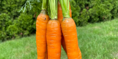I will sell PERFECTION variety carrots straight from the
