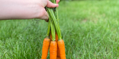 I will sell PERFECTION variety carrots straight from the