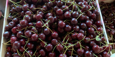 Fruit sour cherry 7142 Illmitz - ideal for distilling