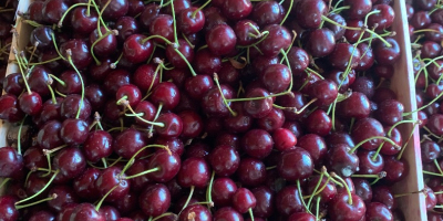 Fruit sour cherry 7142 Illmitz - ideal for distilling