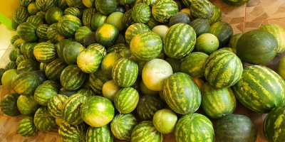 Capacity: 700 kg / day Watermelons are harvested every