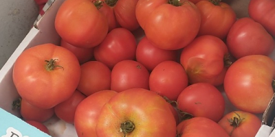 I invite you to buy ground tomatoes, not sprayed