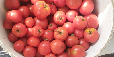 I invite you to buy ground tomatoes, not sprayed
