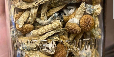 Vendo funghi di alta qualità sia secchi che freschi