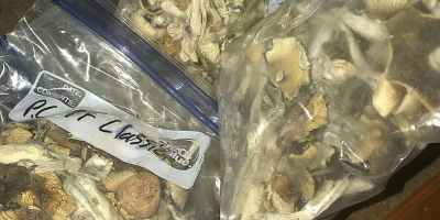 I sell top quality mushroom both dry and fresh