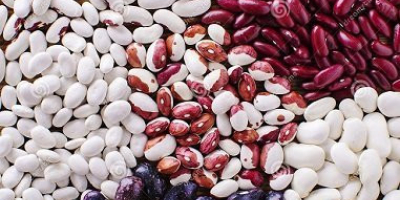 We offer to buy beans in bulk from the