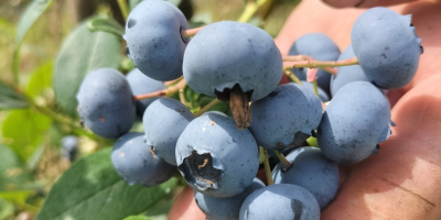 Hello, I am selling organic blueberry sweet big fruit.