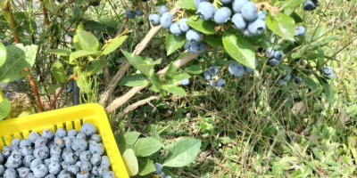 Hello, I am selling organic blueberry sweet big fruit.